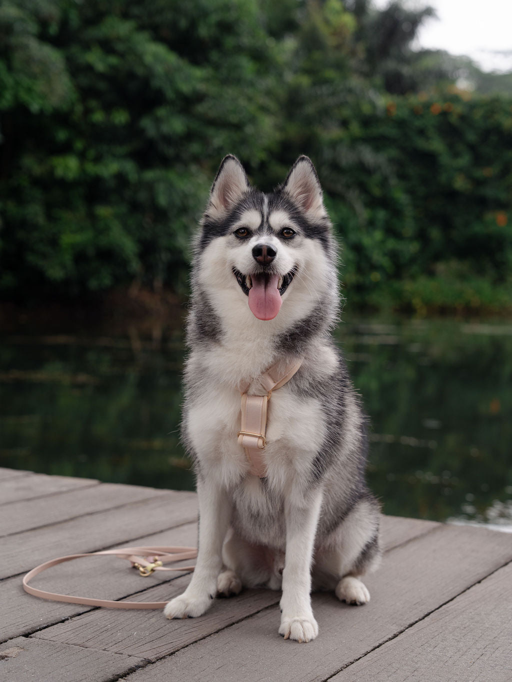 SleekStride Y-Harness