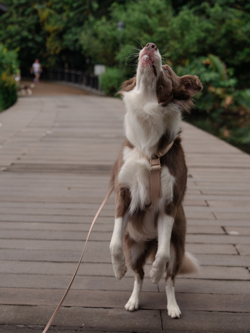 SleekStride Y-Harness