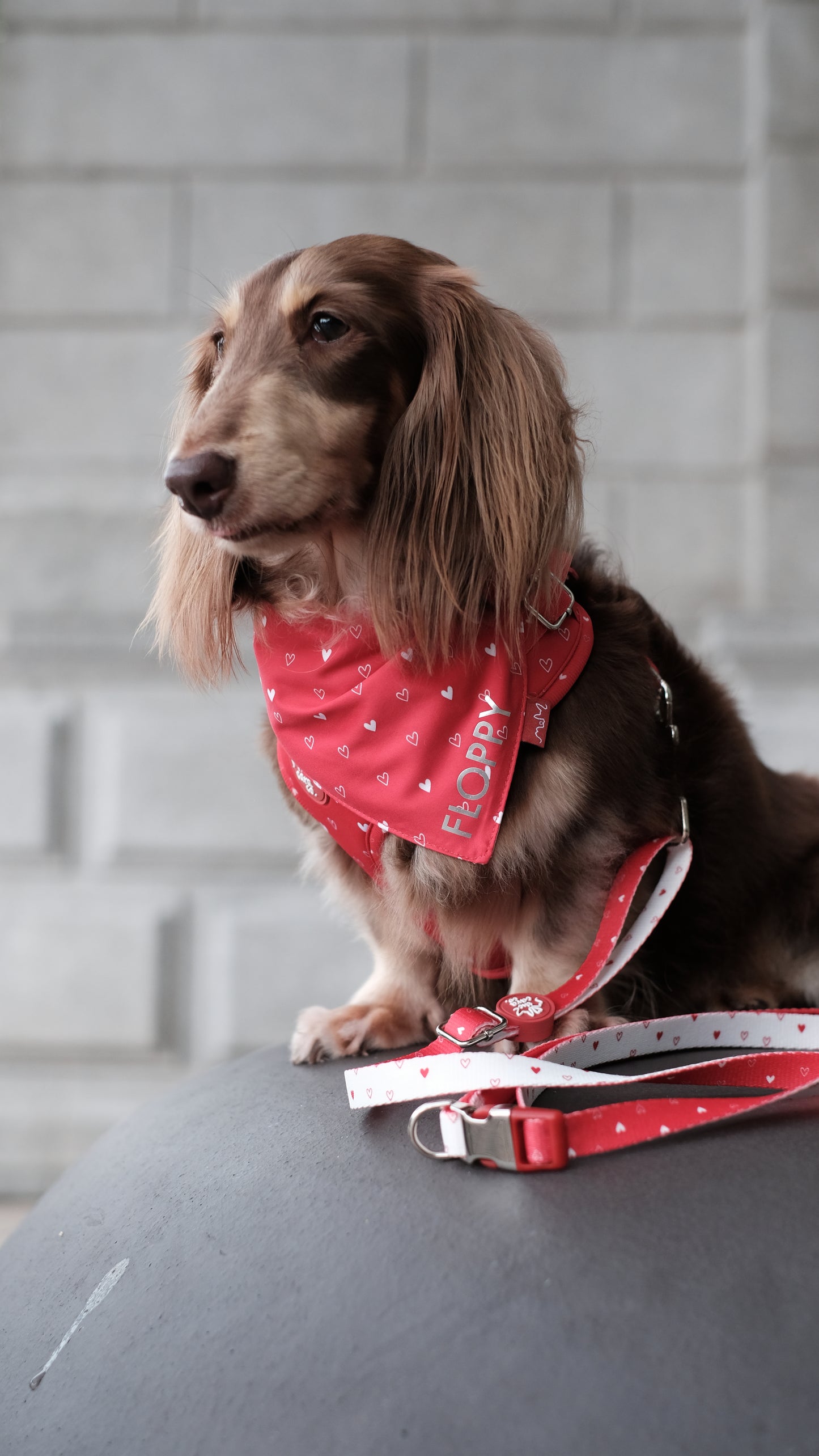 Will You Be Mine Bandana