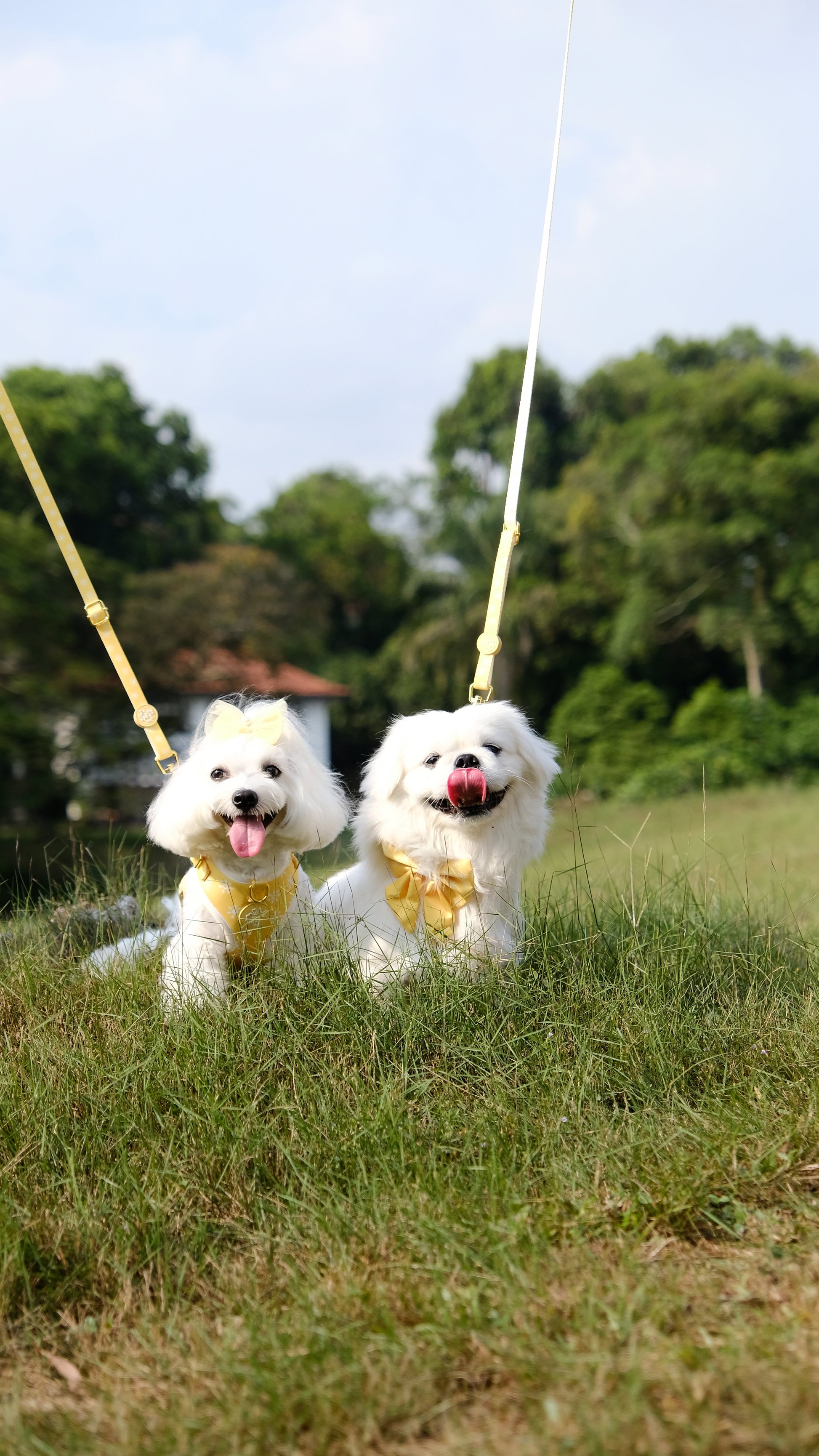 Sunkissed Harness