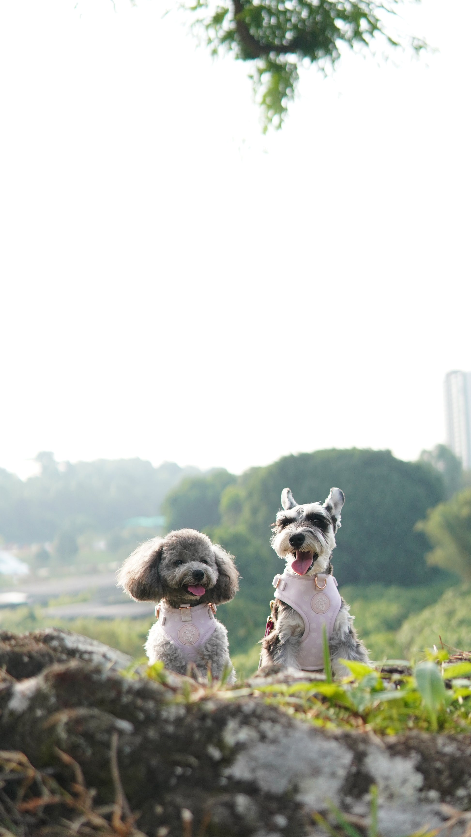 Lilac Dreams Harness