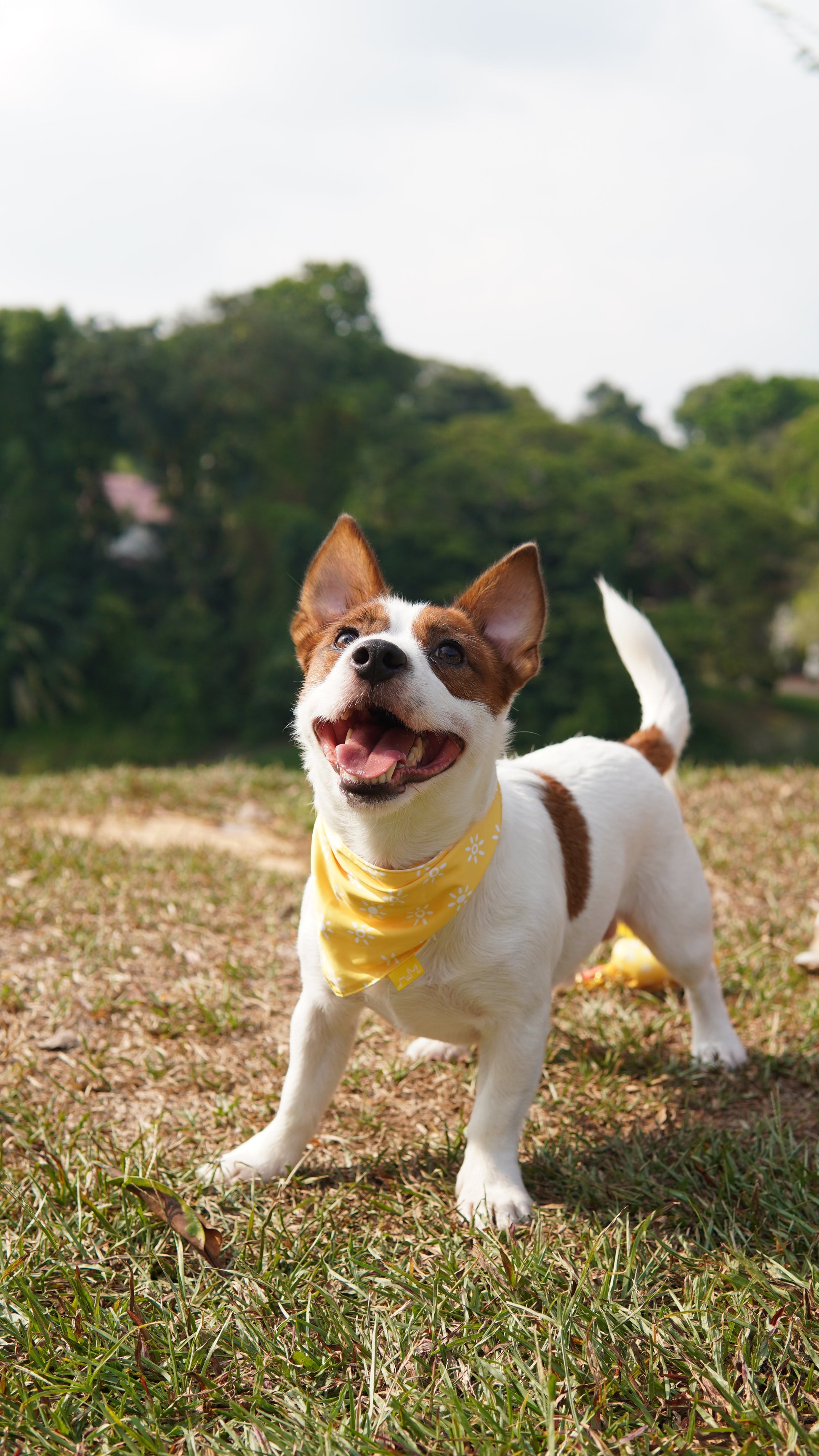 Sunkissed Bandana