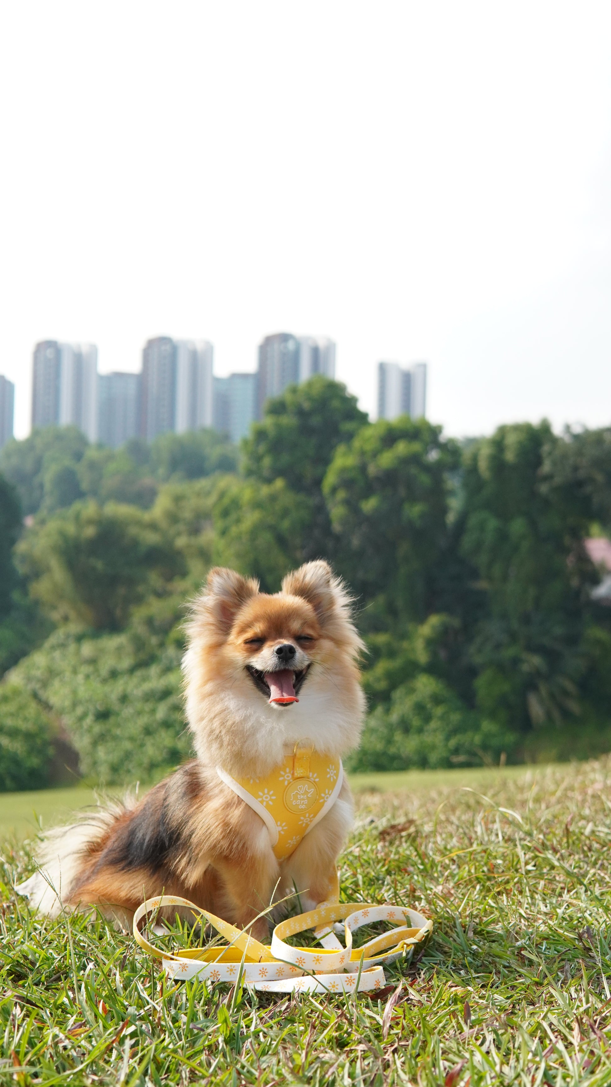 Sunkissed Harness