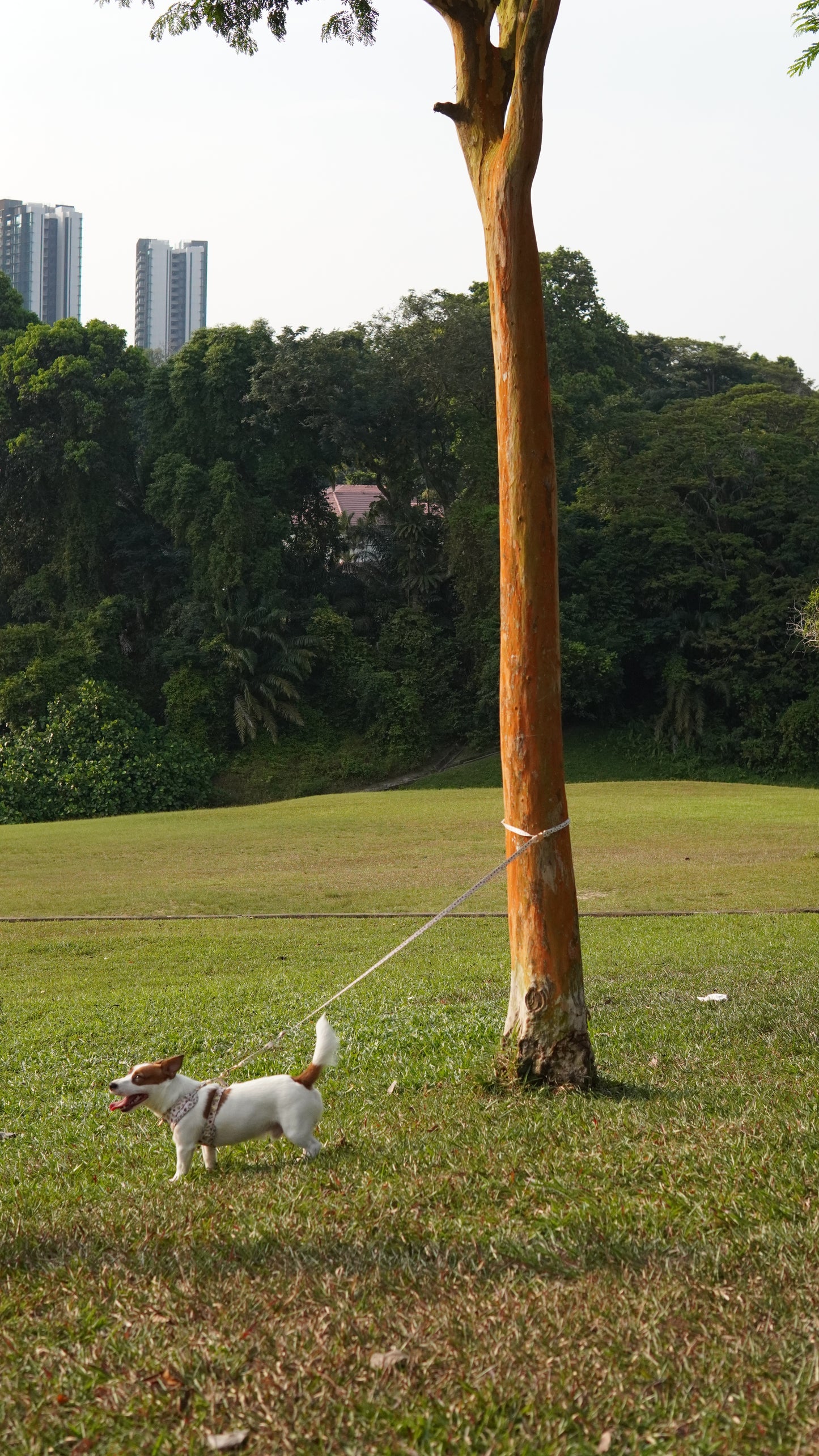 The Bento Leash