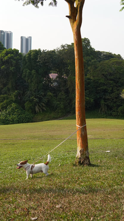 Everyday Multi-way Leash