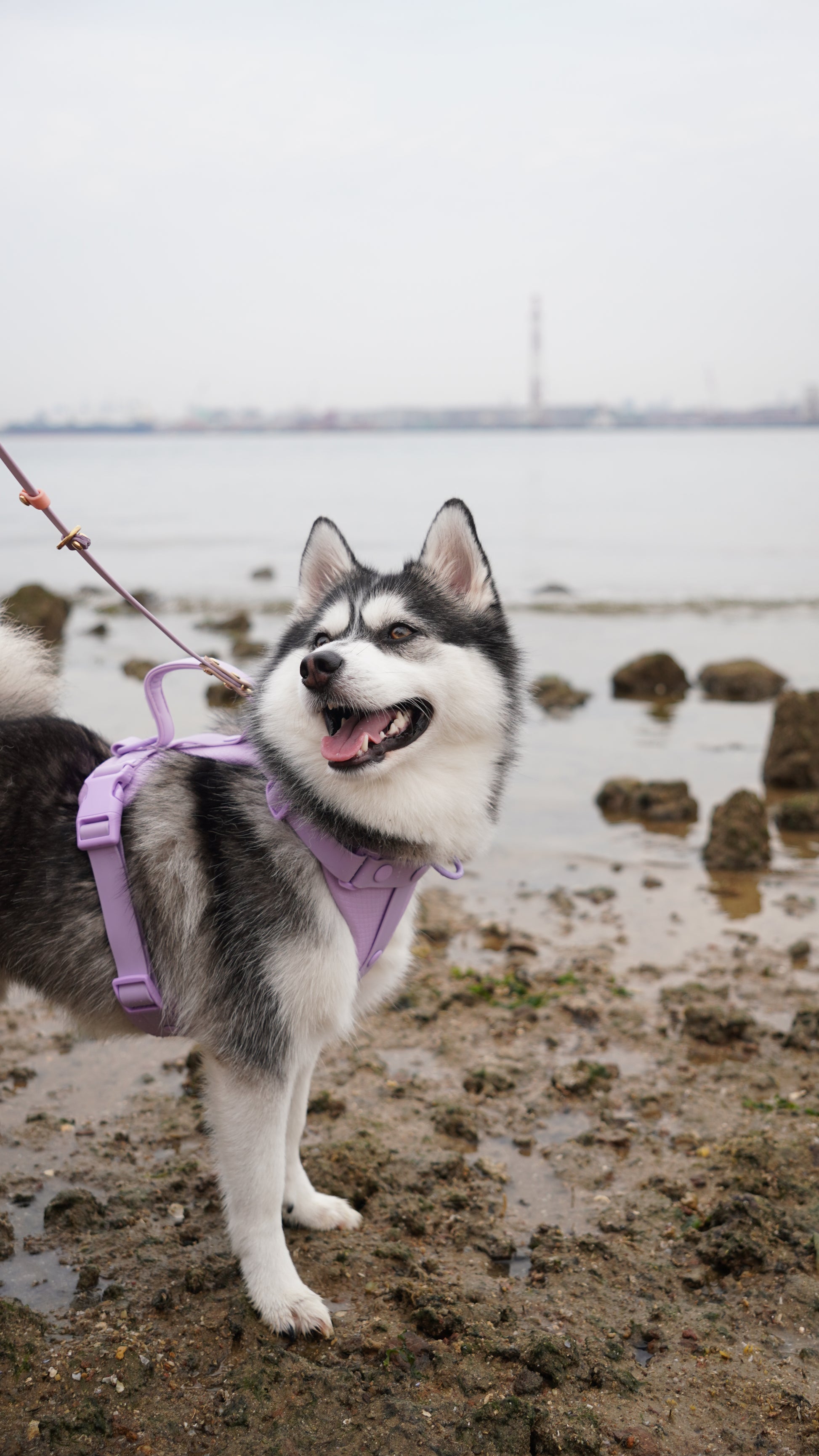 Aqua Harness