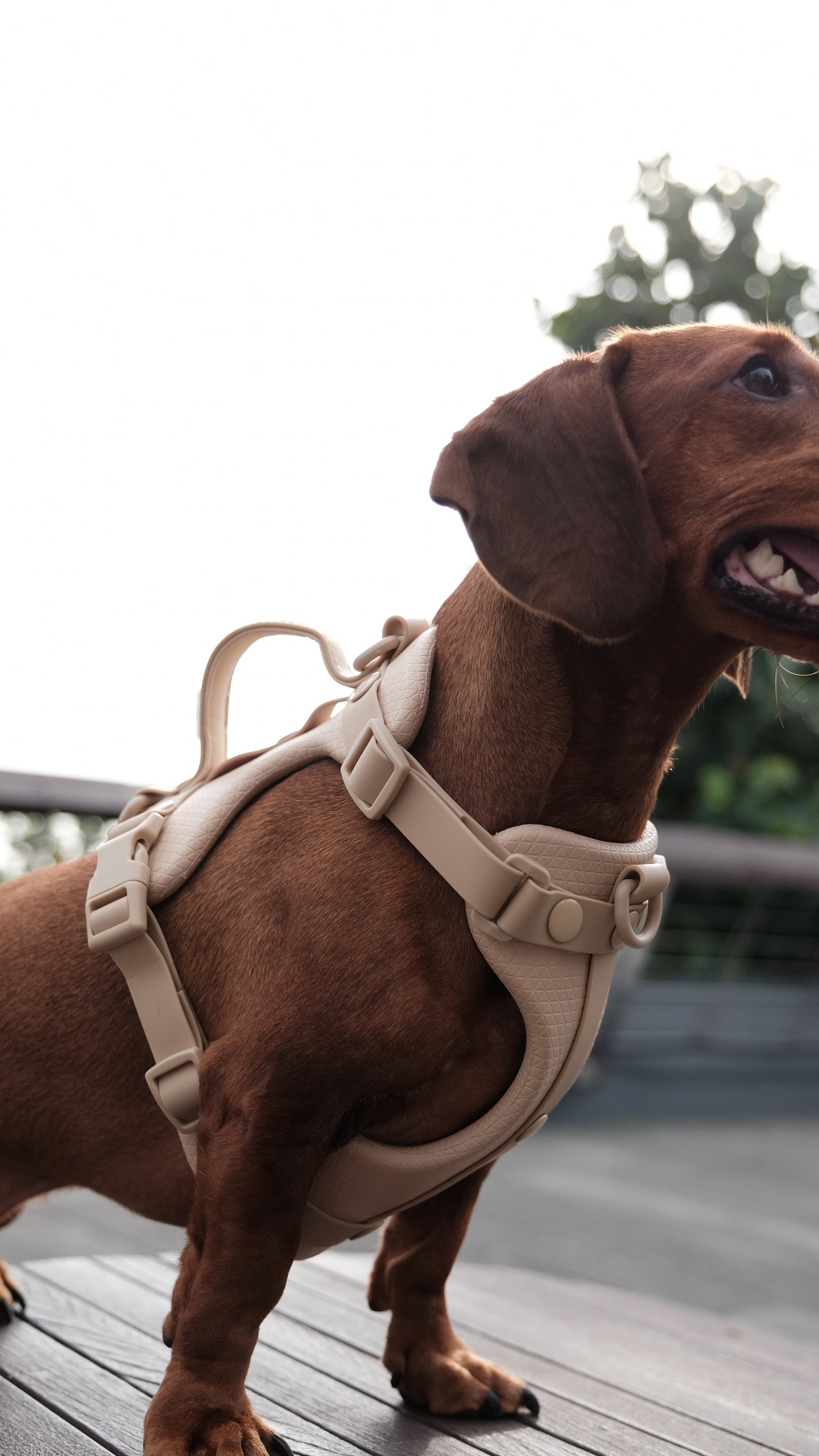 Aqua Harness