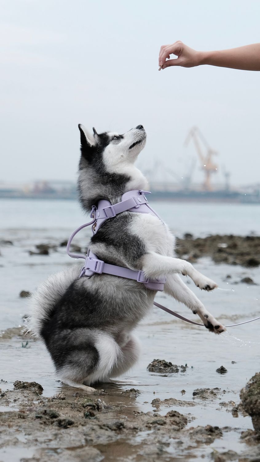 Aqua Harness – The Cara Co.