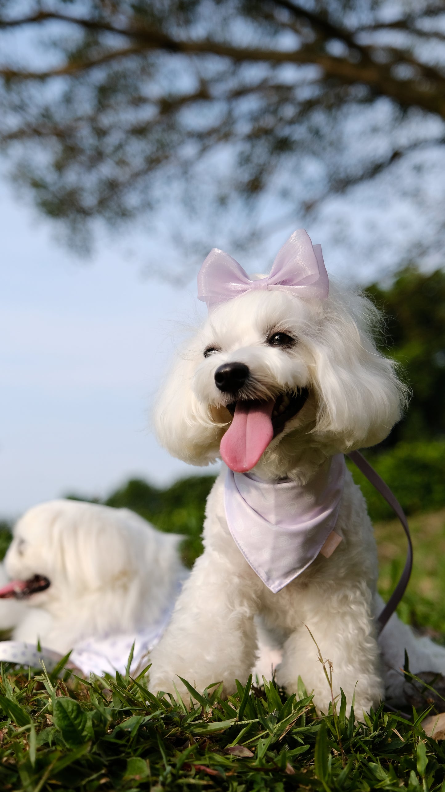 Lilac Dreams Bandana