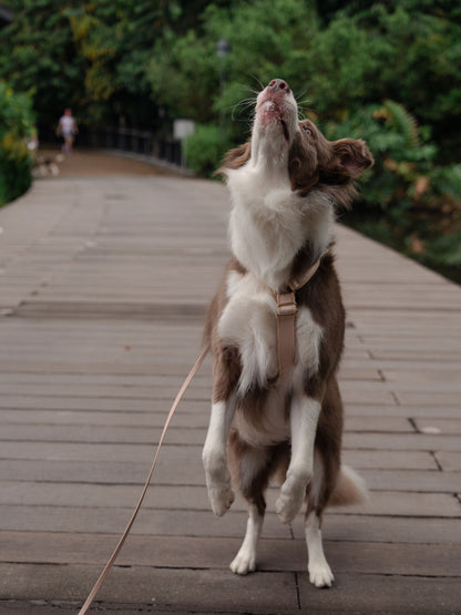 SleekStride Y-Harness